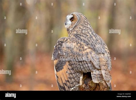 Long Eared Owl Asio Otus Also Known As The Lesser Horned Owl Or Cat