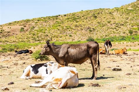 Vista De Un Reba O De Vacas Pastando En Pastos En La Cima De La Monta A