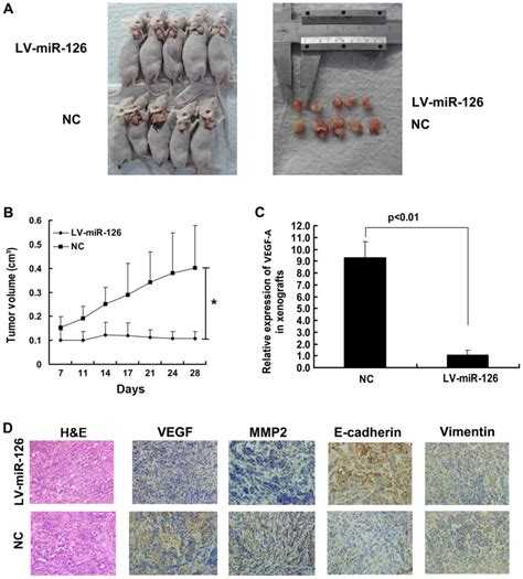 Mir Regulates The Progression Of Epithelial Ovarian Cancer In Vitro