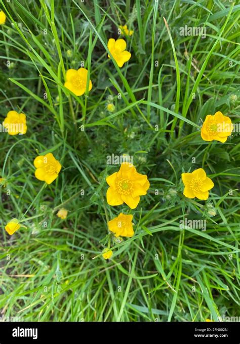 Meadow Buttercup Ranunculus Acris Photo Tony Gale Stock Photo Alamy