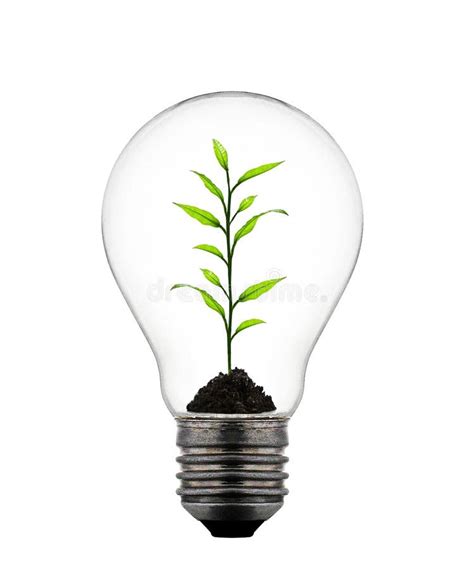 Plant Growing Inside The Light Bulb Stock Illustration Illustration