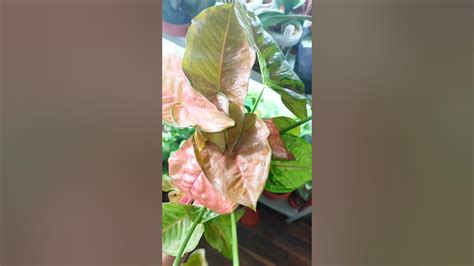 #СИНГОНИУМ Пинк Флескед 🌸Pink Flecked🌿 #Сорт окрас🌸 #размножение ...