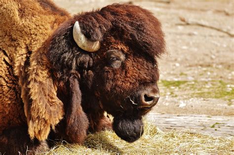 Bison Wild Animal World · Free Photo On Pixabay