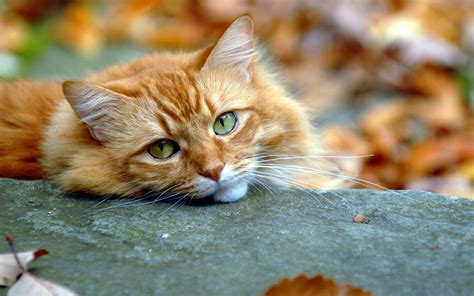 Animal Cat HD Wallpaper