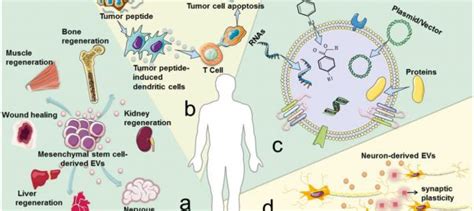 Exosome Therapy Creative Biolabs Exosome Blog