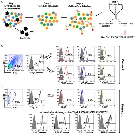 Optimized Fluorescent Activated Cell Sorting Facs Based Cell