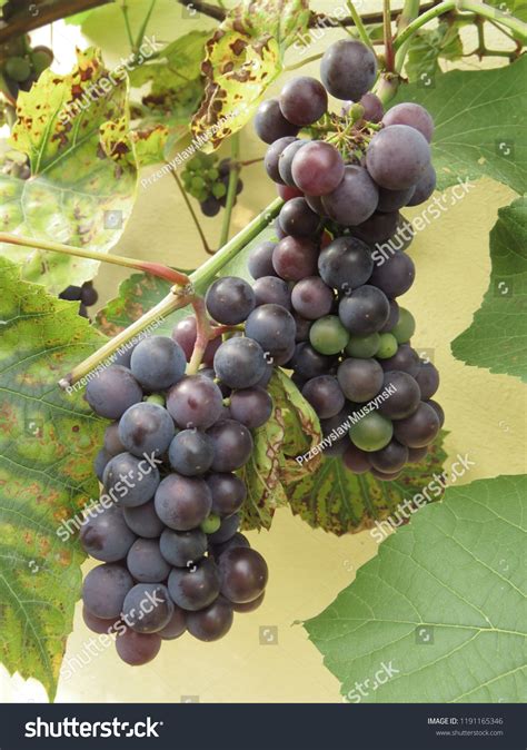 Grapes Grapes Vitis Vinifera Common Grape Stock Photo 1191165346