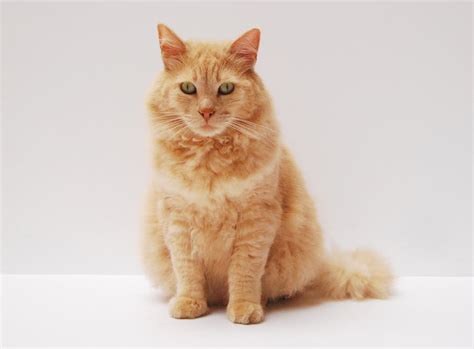 Orange Cat Sitting On White Surface · Free Stock Photo