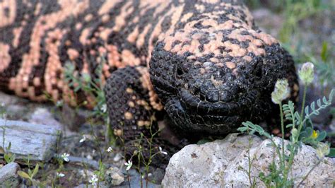 Gila Monster Ready For Its Genomic Close Up Asu News