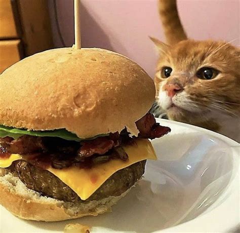 Cat Burger Artofit