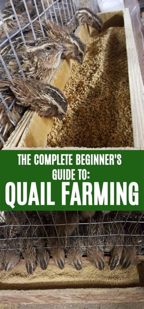 How To Get Started With Quail Farming Like A Homesteader