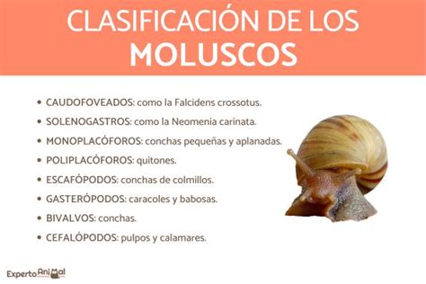 Animales Moluscos