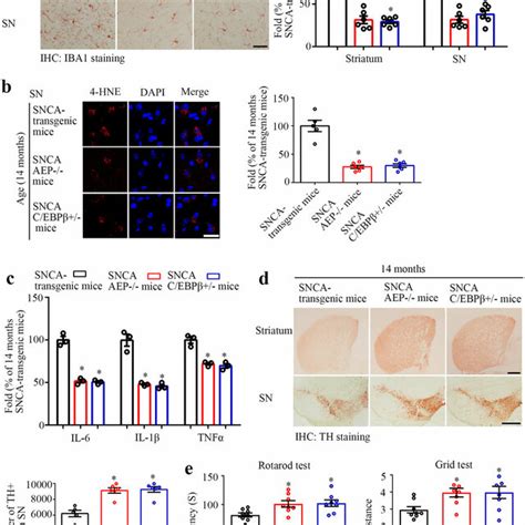 C EBPβ AEP pathway mediates neuro inflammation in α SNCA transgenic