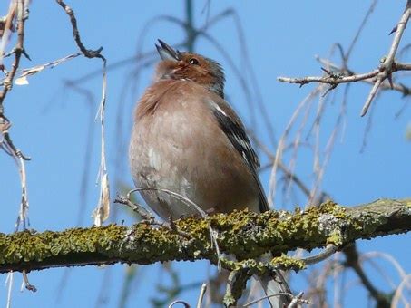 Aves Del Mundo Por Pedro Aguero Por Que Cantan Las Aves