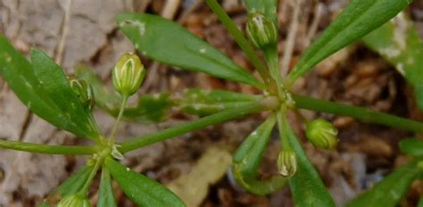 20 Common Weeds In The Philippines And Their Scientific Names Insightweeds