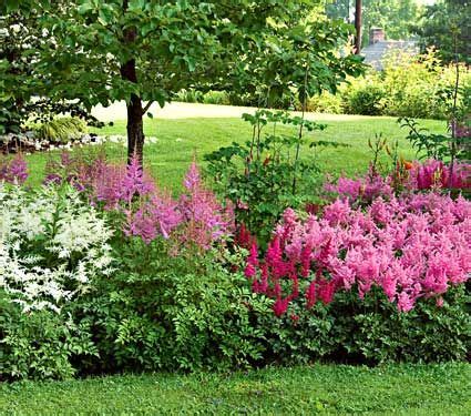 Astilbe White Flower Farm Shade Garden Shade Perennials White