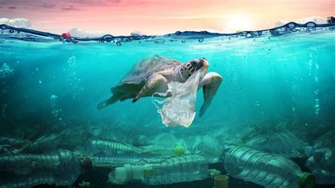 Diving Into An Ocean Of Plastics Media India Group