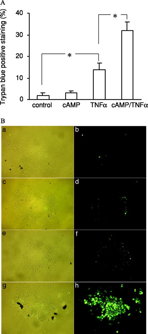 Camp Dependent Protein Kinase Activation Inhibits Proliferation And