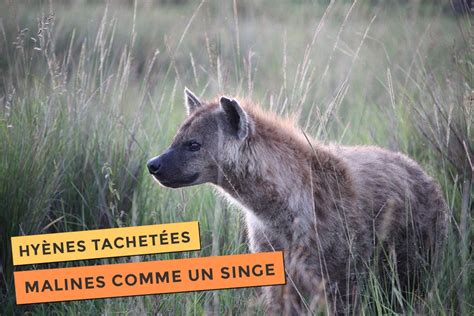 Kouloula La Hyène Tachetée La Bête Sauvage Pas Si Bête Que ça