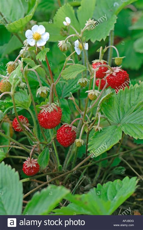 Wild Strawberry Plant Database Plants