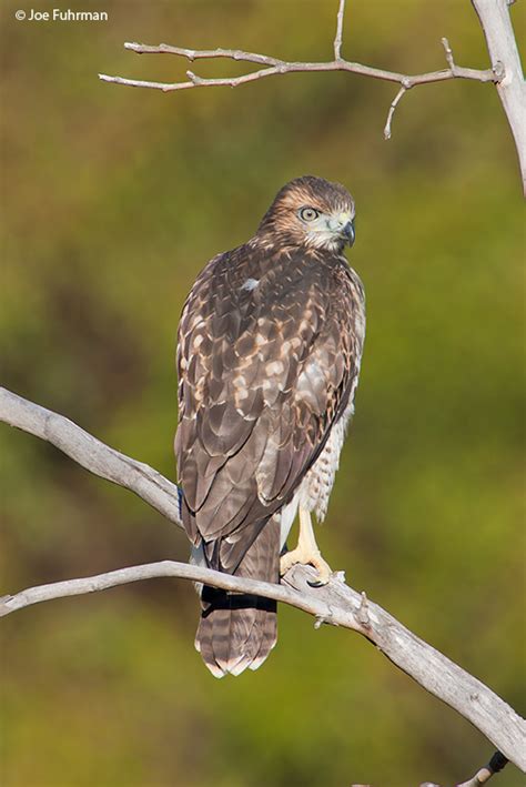 Red Tailed Hawk Joe Fuhrman Photography