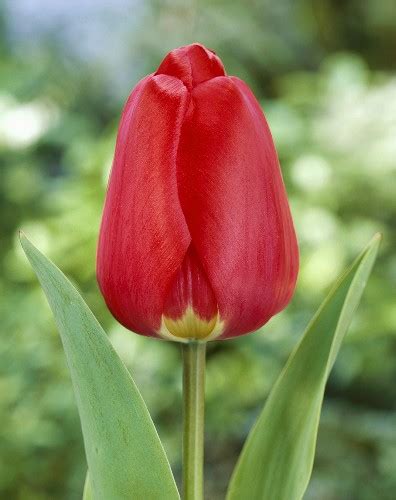 Tulipa Diplomate Bilder Garten Fotos Kaufen Gartenbildagentur