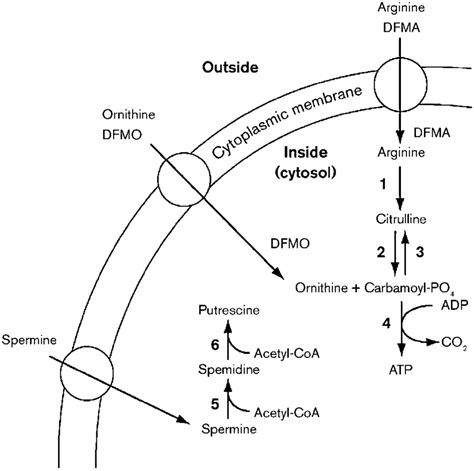 Polyamine And Arginine Interconversion By T Gondii Tachyzoites