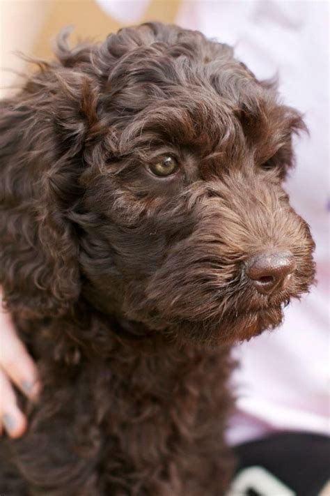 Beautiful Chocolate Australian Labradoodle Hanging Out At The Trinity