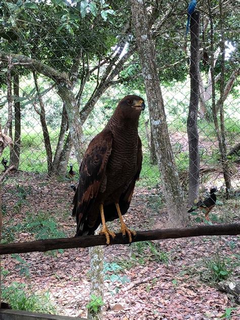 Cerca de 40 animais silvestres foram soltos na natureza entre março e