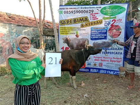 SAPI QURBAN 2020 No 21 GoQurban Jual Kambing Domba Sapi Qurban