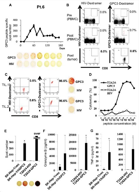 Immunological Monitoring Of GPC3 Peptide Specific T Cell Responses A