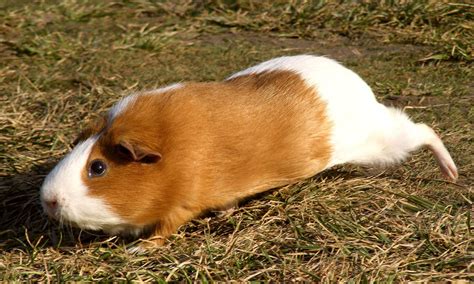 Running Guinea Piggy By Ladyayslinn On Deviantart