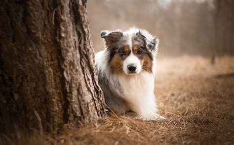 Australian Shepherd Dog Hd Animals 4k Wallpapers Images Backgrounds