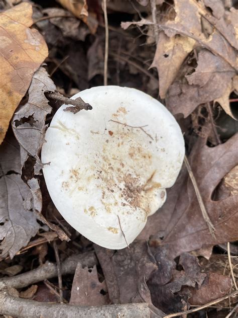 Maryland Biodiversity Project Lactifluus Glaucescens