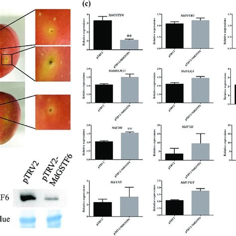 Mdgstf6 Silencing Inhibits Anthocyanin Accumulation In Apple Peels A