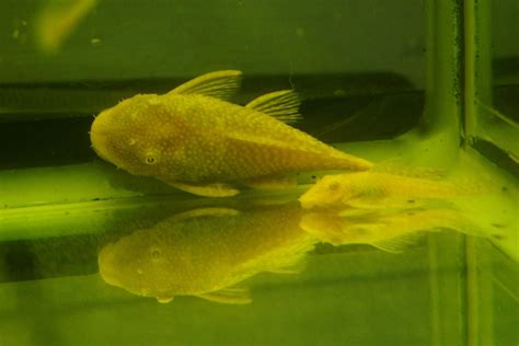 The Female Albino Bristlenose Pleco Allaquariumfish