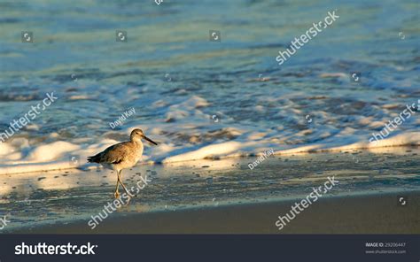 Sandpiper On Beach At Sunset With Surf In Background Stock Photo