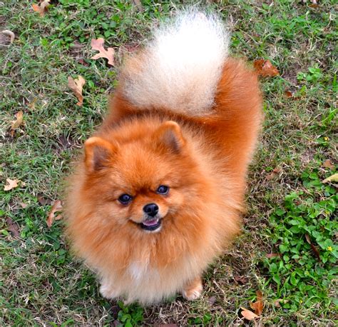 Our Gals…takes a few minutes to load | Dee Dee's Pomeranians
