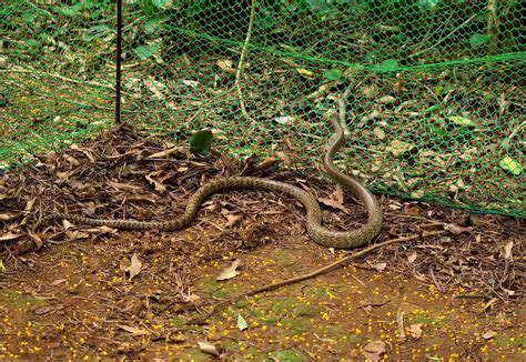 Snakes Of Taiwan Ptyas Mucosa Dhaman Oriental Ratsnake