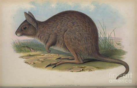 Eastern Hare Wallaby Lagorchestes Leporides C5 Drawing By Historic