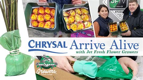 Testing Chrysal Arrive Alive® With Jet Fresh Flower Growers Jet Fresh