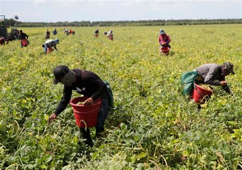 O Calor Afetará A Produção Global De Alimentos Devido Ao Seu Impacto