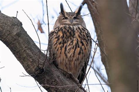 Eurasian Eagle-Owl, Day 19 - Urban Hawks