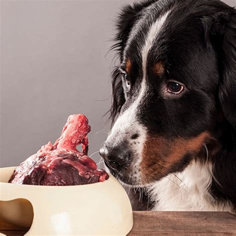 Asesoramiento En Dietas Naturales Para Tu Perro