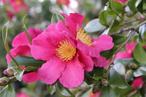 Plant of the week Camellia sasanqua ‘Crimson King’ – Thomas Stone MCI ...