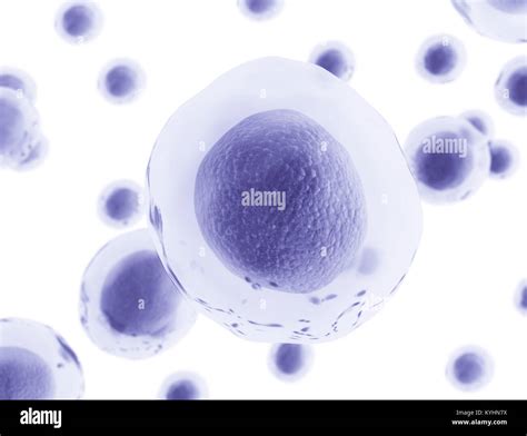 Human Cells Mitosis Microscope Hi Res Stock Photography And Images Alamy