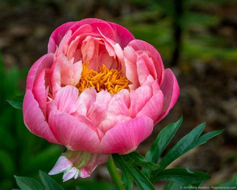 Pink Peony Beautiful Flowers Pictures Pink Peonies Bouquet Flower