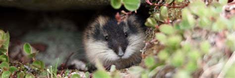 What have lemmings got to do with it? - Bird Aware Solent