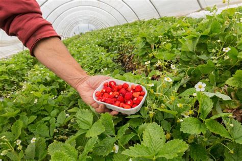 La Gastronomia Sostenible I Els Productes De Proximitat Del Maresme