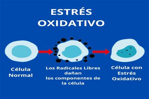 Estrés oxidativo Qué es Causas y síntomas MooemClinic